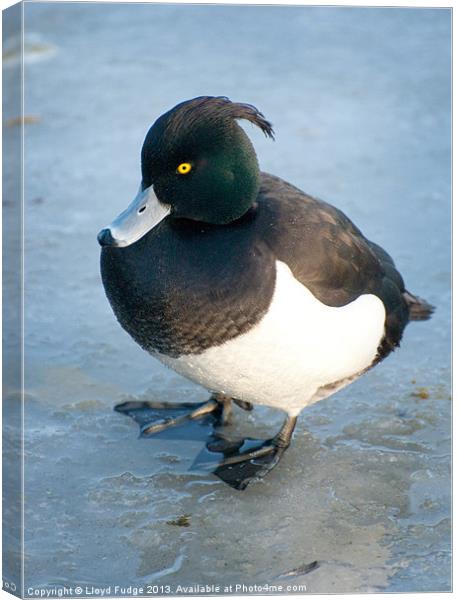 adult tuffed duck on frozen pond Canvas Print by Lloyd Fudge