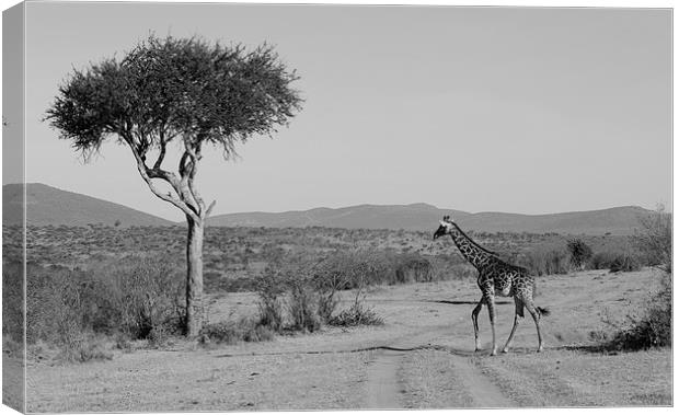 giraffe on the grasslands of Africa Canvas Print by Lloyd Fudge