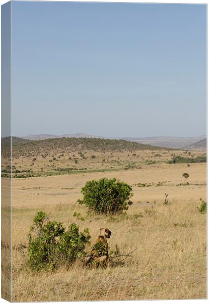 Lioness on the grasslands of Kenya Canvas Print by Lloyd Fudge