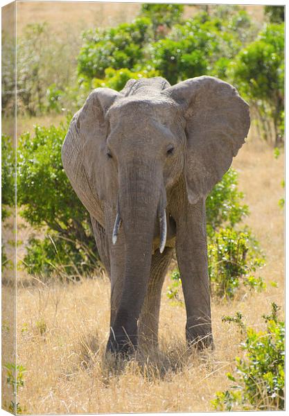 Elephant in africa Canvas Print by Lloyd Fudge