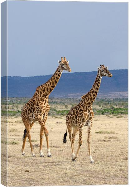 male and female giraffes Canvas Print by Lloyd Fudge