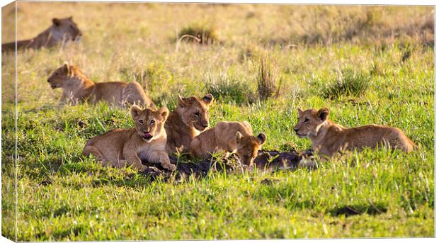 lion cubs around small watering hole Canvas Print by Lloyd Fudge