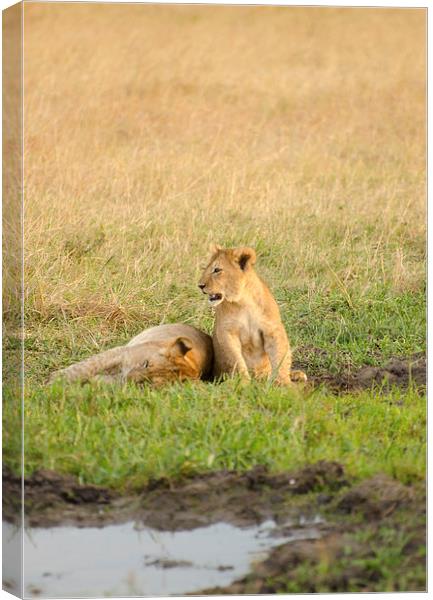 Two lion cubs Canvas Print by Lloyd Fudge