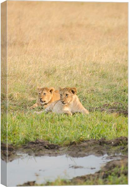 Wild lions near watering hole Canvas Print by Lloyd Fudge