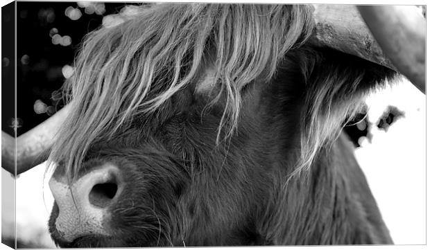 Highland Cattle V7 Canvas Print by David Brown