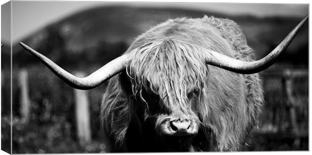 Highland Cattle V10 Canvas Print by David Brown