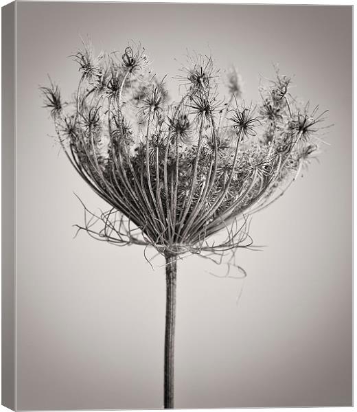 Seed Head in Copper Canvas Print by David Brown
