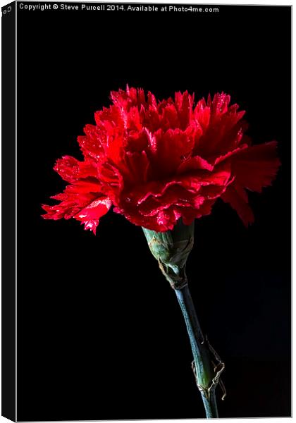 Red Carnation Canvas Print by Steven Purcell