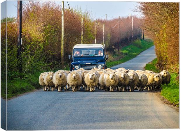 Exmoor Sheep Herding Canvas Print by Dave Webb