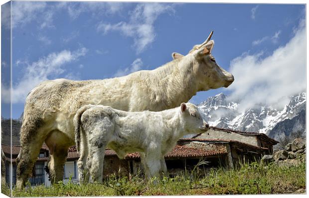 Nestlé in the mountains! Canvas Print by Mike Jennings