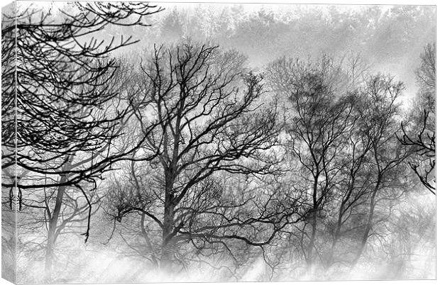 Winter Wood Canvas Print by Mike Jennings