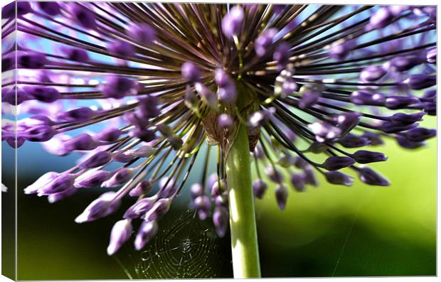 Alium Canvas Print by Mike Jennings