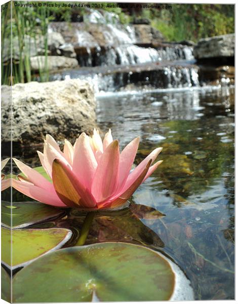 Pink Waterlily and the falls Canvas Print by Pics by Jody Adams