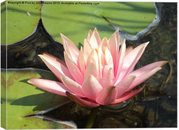 Pink Waterlily Canvas Print by Pics by Jody Adams
