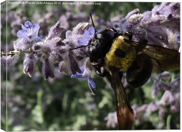 Busy Bee Canvas Print by Pics by Jody Adams