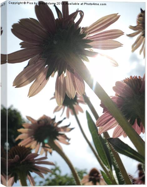 Cornflowers to the Sky Canvas Print by Pics by Jody Adams