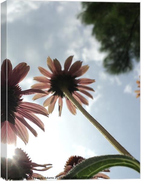 Standing Tall Canvas Print by Pics by Jody Adams