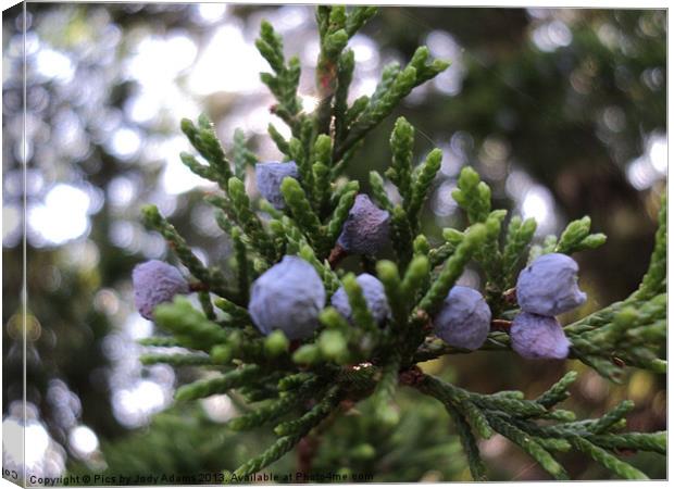 Cedar Pods Canvas Print by Pics by Jody Adams