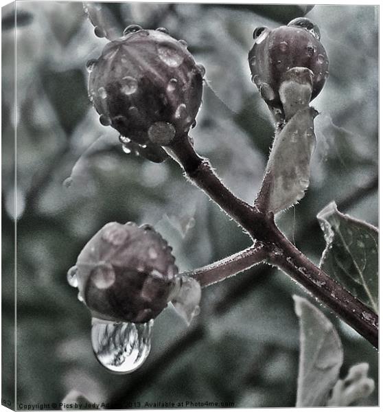 Raindrops on the Bud Canvas Print by Pics by Jody Adams