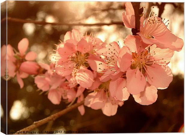 Peach Blossoms Canvas Print by Pics by Jody Adams