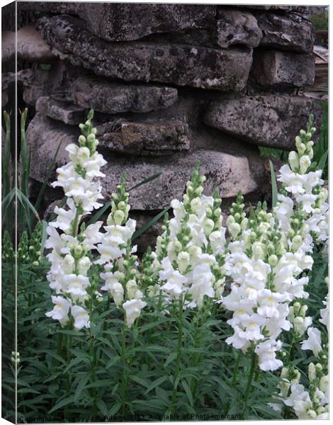 White Snap Dragons Canvas Print by Pics by Jody Adams