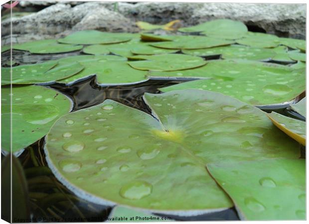 LilyPads Canvas Print by Pics by Jody Adams