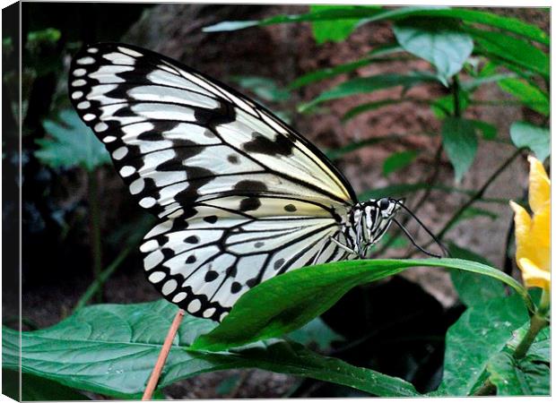 The Butterfly Canvas Print by Pics by Jody Adams
