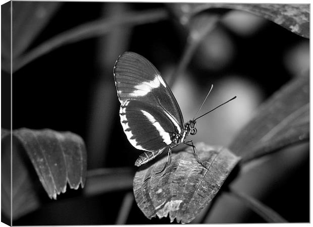 Black Butterfly Canvas Print by Pics by Jody Adams