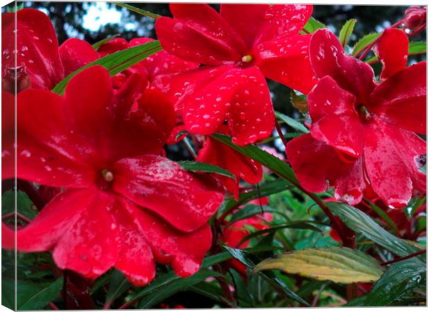 Raindrops on the Red Blooms Canvas Print by Pics by Jody Adams