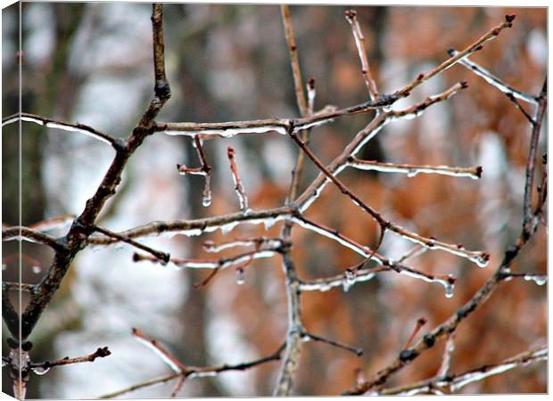 Icy Limbs Canvas Print by Pics by Jody Adams
