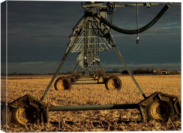 Nebraska Corn Fields Canvas Print by Pics by Jody Adams