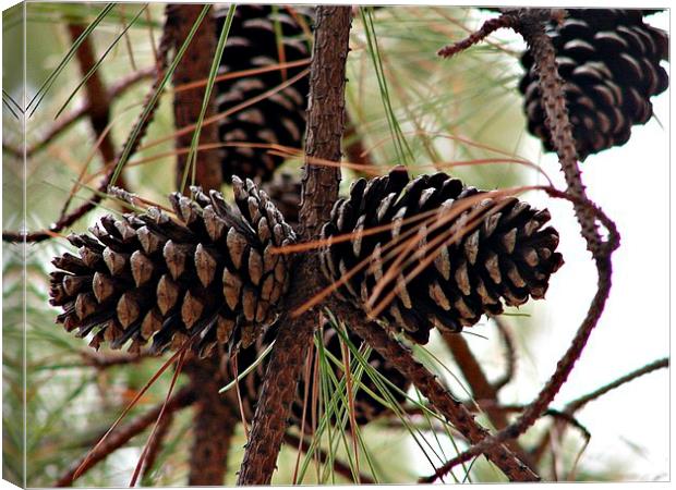 Pine Cones in the Pine Tree Canvas Print by Pics by Jody Adams