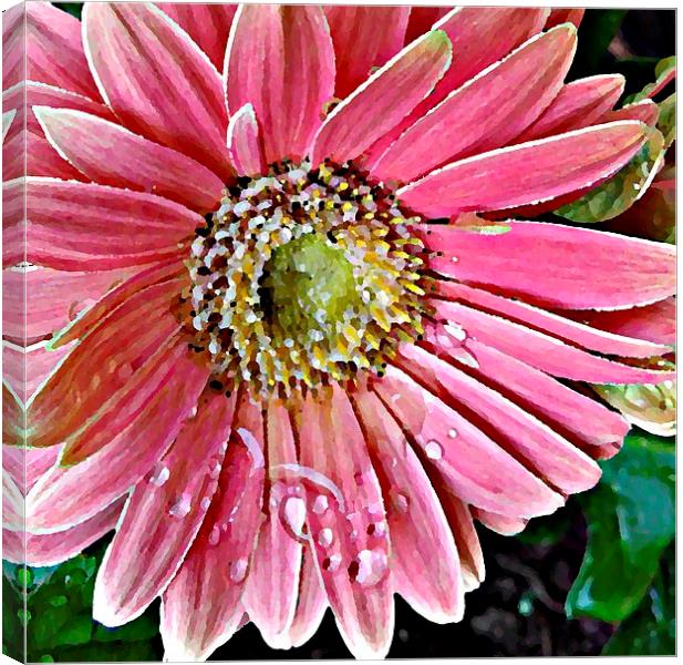 Oil Painting Pink Daisy Canvas Print by Pics by Jody Adams