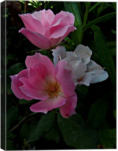  Country Roses Canvas Print by Pics by Jody Adams