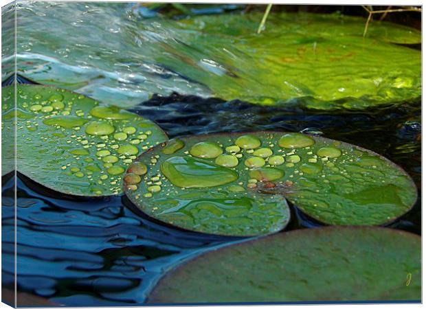 Waterdrops on Lilypads Canvas Print by Pics by Jody Adams