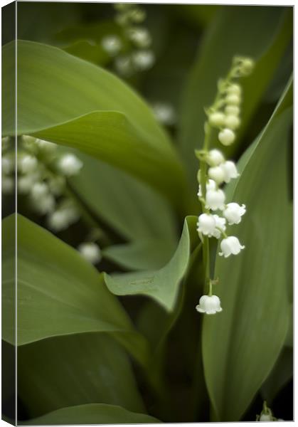White Lilly of the Vally Canvas Print by Jessica Berlin