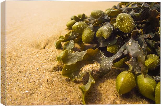 Seaweed on Beach Canvas Print by Steve Townsend