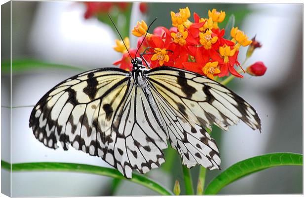   Beautiful White Butterfly Canvas Print by Wayne Usher