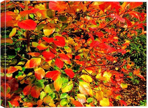 Autumn Colours Canvas Print by Colin Richards
