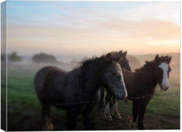 Morning Misty Horses 2 Canvas Print by Colin Richards