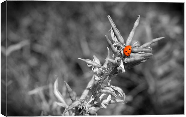 Bluewater Lady Bird Canvas Print by Colin Richards