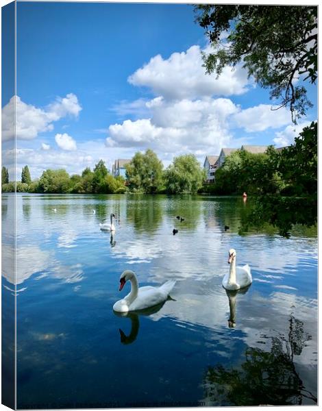 Swan Lake  Canvas Print by Colin Richards