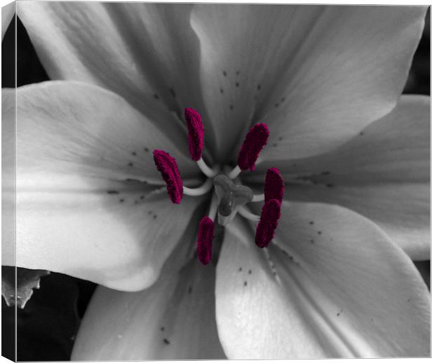 Lily Canvas Print by Susan Mundell