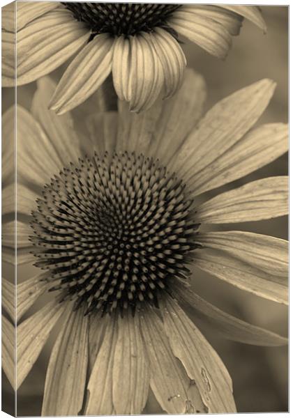Natural Daisy in Sepia Canvas Print by Emma Vernel