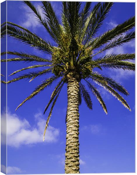 palm tree Canvas Print by Robert Bennett