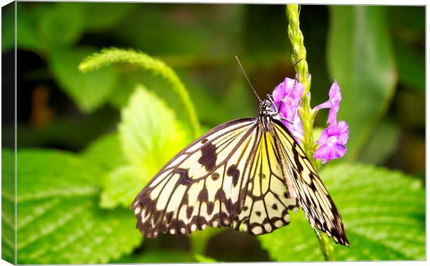  butterfly Canvas Print by Robert Bennett