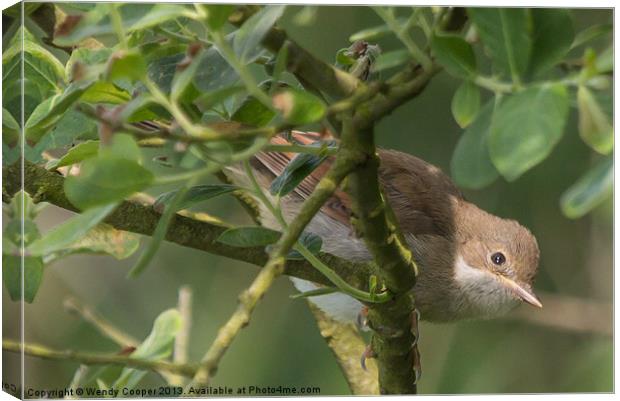 Whitethroat Canvas Print by Wendy Cooper