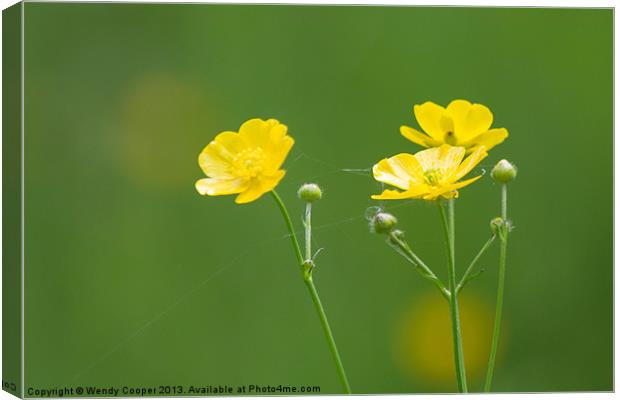 Buttercups in the Meadow Canvas Print by Wendy Cooper