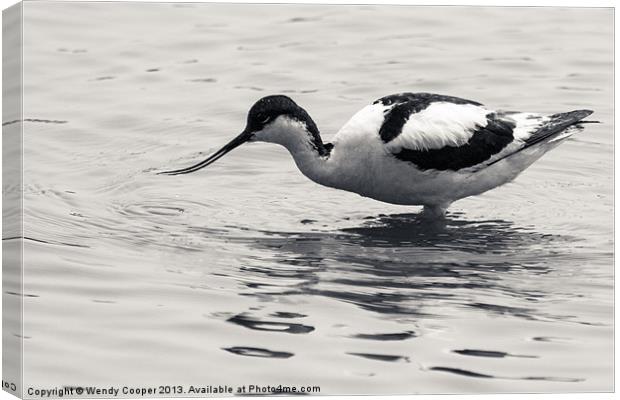 Avocet Canvas Print by Wendy Cooper