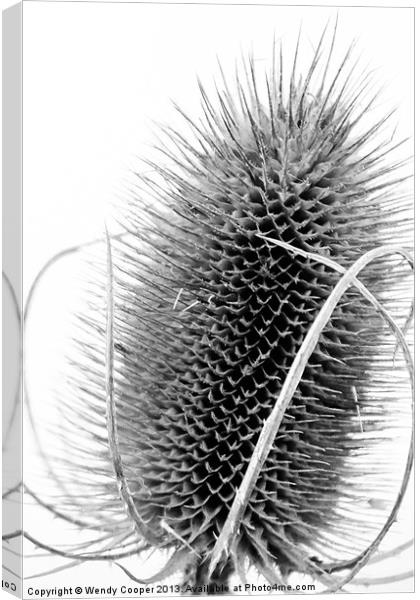 Teasel Study Canvas Print by Wendy Cooper
